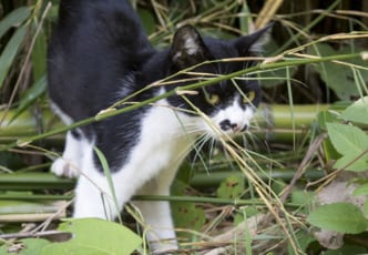 Tashirojima, Miyagi Prefecture: A Day on Cat Island
