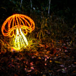 Night-Fall: Nocturnal Autumn Leaves in Saitama