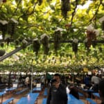 Autumn in Yamanashi Prefecture – A Great Time for Grapes and Mt. Fuji