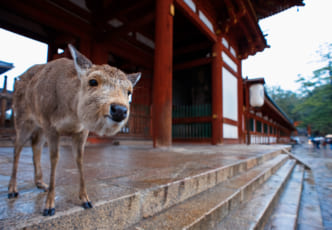 Where are the Friendliest Deer in Japan?