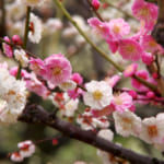 Plum Blossoms vs. Cherry Blossoms