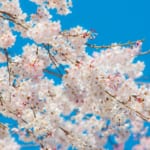 Shinseikatsu: New Beginnings and the Japanese Spring